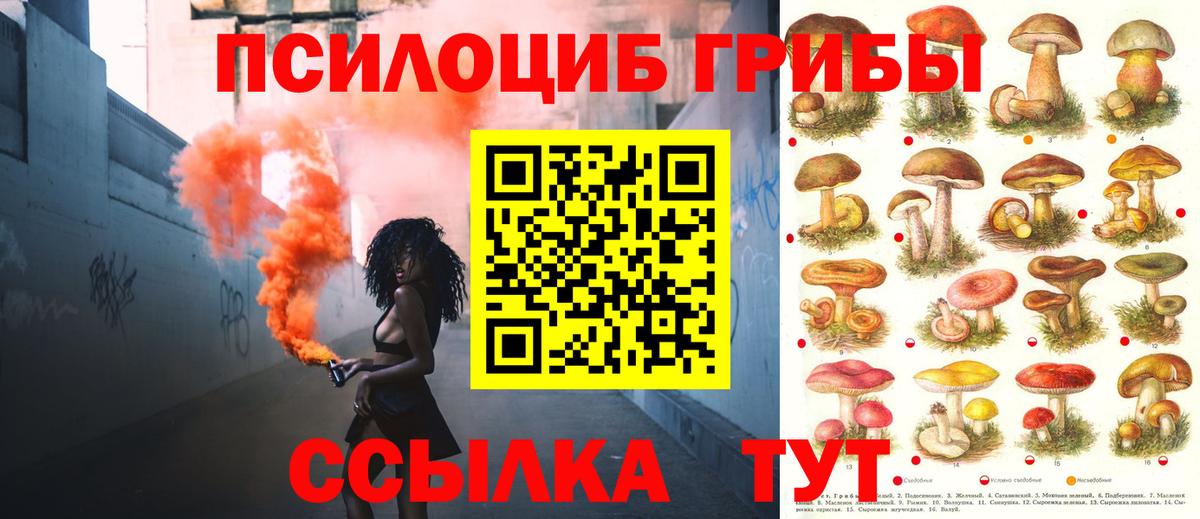 Псилоцибиновые грибы Psilocybine cubensis Тосно